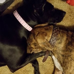 Meet your Posher, Roger